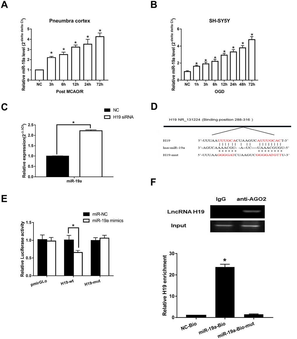 Direct interaction between H19 and miR-19a. (A) qRT-PCR analysis revealed that miR-19a levels in penumbra cortex of rats increased gradually and significantly within 72 h after MCAO/R. (B) Similar results were observed in OGD models. (C) With knockdown of H19 by siRNA, miR-19a level was significantly elevated in OGD neuronal cells. (D) The predicted fragment including miR-19a binding sites on H19 was cloned into a pmirGLO vector (H19-wt), and a mutated vector (H19-mut) was also generated by replacing the binding sites with its complimentary sequence. (E) Dual-luciferase report assay revealed that miR-19a mimic reduced the luciferase activity of H19-wt, but not of H19-mut. (F) RIP indicated that H19 was preferentially enriched in Ago2-containing bead compared to those harboring control immunoglobulin G (IgG) antibody. Furthermore, H19 was pulled down by biotin-labeled miR-19a oligos, but not the mutated oligos.