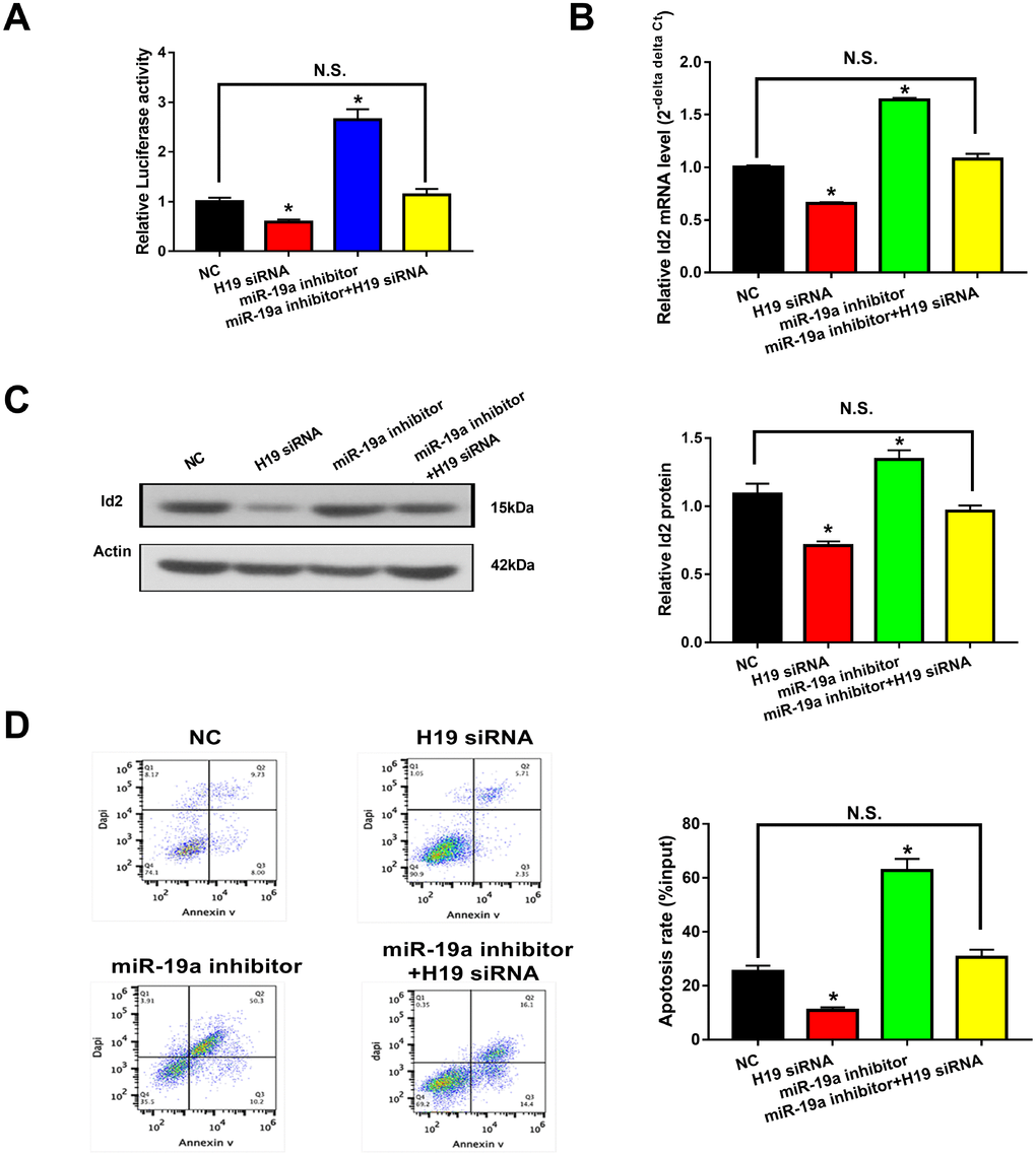 H19-miR-19a-Id2 axis modulated hypoxia-induced neuronal apoptosis. (A) Knockdown of H19 decreased luciferase activity in HEK293T cells transfected with Luc-Id2-3′-UTR; on the other hand, luciferase activity could be rescued by miR-19a inhibitor. In OGD neuronal cells, knockdown of H19 decreased the expression of Id2 mRNA (B) and protein (C); decreased expressions of Id2 mRNA and protein levels were attenuated by co-transfection with miR-19a inhibitor. (D) Flow cytometric analysis revealed that knockdown of H19 decreased cell apoptosis in OGD neuronal cells; however, this decrease was relieved by co-transfection of miR-19a inhibitor.