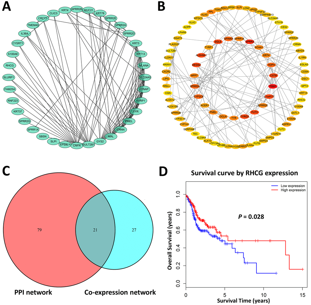 Hub genes identification. (A) Genes with a combined weight score > 0.2 in brown module were taken as hub genes in the co-expression network (B) Protein–protein interaction network of genes in the brown module. The color intensity in each node was proportional to the degree of connectivity in the network. (C) Selection of common hub genes in co-expression network and PPI network. (D) Survival analysis showed that RHCG exhibited the significant prognostic value for HNSCC patients.
