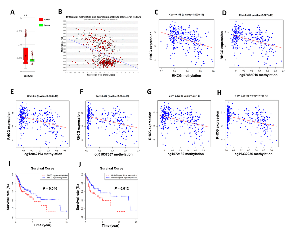Hypermethylation of RHCG promoter region lead to downregulation of RHCG. (A) Comparison of methylation level of RHCG in HNSCC samples and normal tissues based on MethHC database. (B) Correlation between RHCG expression and RHCG promoter methylation according to MethHC database. (C) Correlation between RHCG expression and RHCG methylation in the present cohort of 299 HNSCC patients. (D–H) Correlation between RHCG expression and five methylation sites in RHCG promoter region of 299 HNSCC patients. (I–J) Survival curves of 299 HNSCC patients stratified by RHCG methylation level (I) and RHCG methylation and expression level (J).