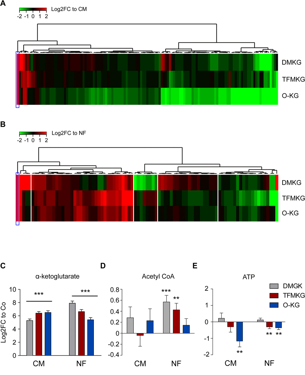 Metabolic effects of α-ketoglutarate precursors. (A, B) Unsupervised hierarchical clustering of intracellular metabolites in U2OS cells treated with the α-ketoglutarate precursors dimethyl α-ketoglutarate (DMKG), trifluoromethylbenzyl α-ketoglutarate (TFMKG) and octyl α-ketoglutarate (O-KG) in complete (CM) (A) or nutrient free (NF) medium (B) for 4 h at the concentrations indicated in the Experimental Procedure section. Heat maps depict log2 fold changes to the control of metabolite signals found altered (False Discovery Rate [FDR]C-E) Impact of α-ketoglutarate precursors on intracellular levels of α-ketoglutarate (C) and the energy related metabolites AcetylCoA (D) and ATP (E). Data represent averaged log2 fold change ± S.E.M. to the controls (CM or NF). *** p t test).