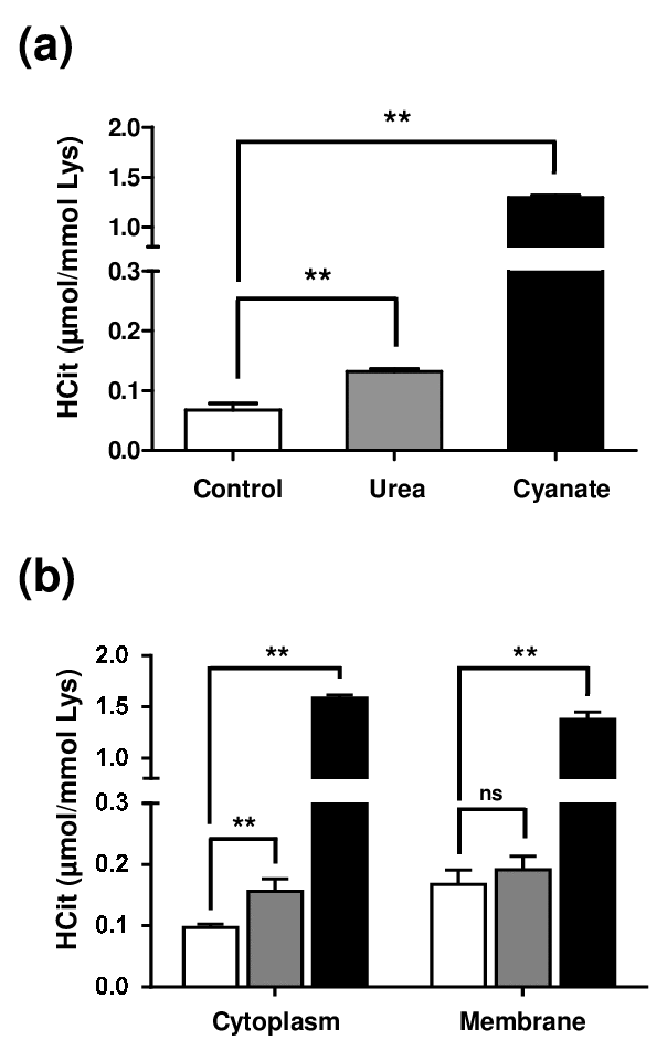 Intracellular accumulation of carbamylated proteins after long-term incubations with urea or cyanate. Confluent fibroblasts were incubated for 4 weeks at 37°C with DMEM + 0.5% (v/v) FBS without (control conditions, open bars) or with 20 mmol/L urea (grey bars) or 0.5 mmol/L cyanate (black bars). HCit content was determined by LC-MS/MS in total cell extracts (a) and in cytoplasmic and membrane fractions (b). The data are presented as means ± SEM (n=6) compared using the Mann-Whitney U test (ns: non significant, **: p
