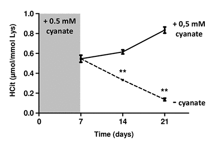 Intracellular degradation of carbamylated proteins. Confluent fibroblasts were incubated for 4 weeks at 37°C with DMEM + 0.5% (v/v) FBS and 0.5 mmol/L cyanate in order to induce intracellular protein carbamylation. Cells were then incubated in the same conditions (with 0.5 mM cyanate, solid line) or without cyanate (dotted line) for two additional weeks. HCit content was determined at each time point. The data are presented as means ± SEM (n=6) and the two conditions (with or without cyanate) were compared using the Mann-Whitney U test (**: p
