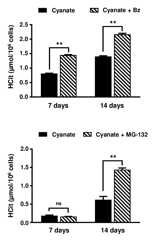 Role of proteasome in the degradation of carbamylated proteins. Confluent fibroblasts were incubated for 7 and 14 days at 37°C with DMEM containing 0.5% (v/v) FBS, 0.5 mmol/L sodium cyanate with or without proteasome inhibitors (10 nmol/L Bortezomib (Bz) or 500 nM MG-132). HCit content in total cell extracts was determined by LC-MS/MS. The data are presented as means ± SEM (n=6) and compared using the Mann-Whitney U test (ns: non significant, **: p