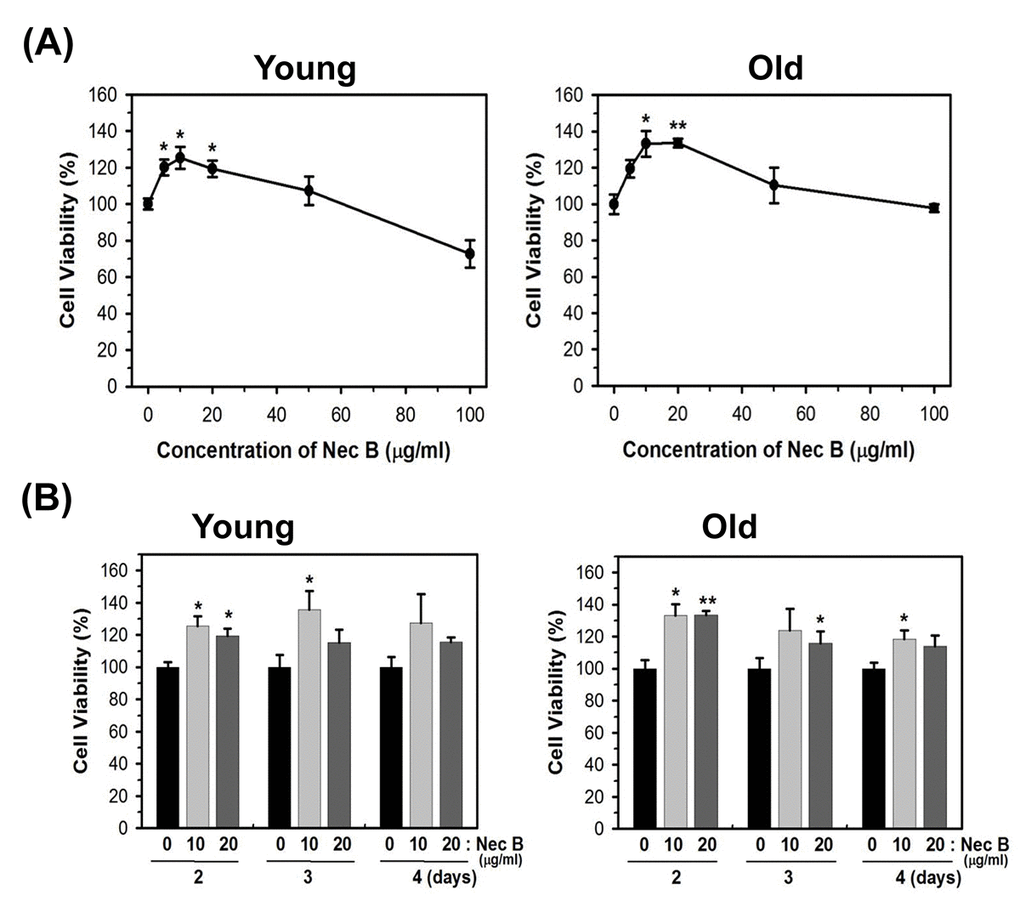 NecB treatment increased the cell viability of young and old HDFs. (A) Young (PD of 20) and near-senescent (PD of 72, old) HDFs were treated with vehicle (PEG) or various concentrations of NecB for 2 days and the cell viability was assessed by MTT assay. (B) Young and old HDFs were treated with 10 and 20 μg/mL NecB for 2−4 days and the cell viability was assessed by MTT assay. *P
