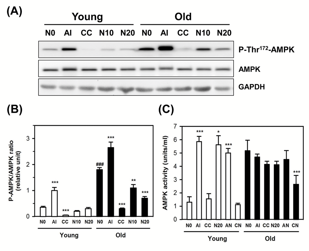 Effect of NecB on the expression and activation of AMPK in young and old HDFs. (A) Young and old HDFs were treated with either vehicle (N0), or AICAR (AI), compound C (CC), or 10−20 μg/mL NecB (N10 and N20) for 2 days and the cell lysates were analyzed by western blot for AMPK phosphorylation on Thr172 and total AMPK, using GAPDH as an internal control. (B) The band density was analyzed by densitometry and plotted as the ratio of P-AMPK/total AMPK. (C) AMPK activities in vehicle-, AI-, CC-, or NecB-treated cells were assessed as described in Materials and Methods, and plotted as units/mL. *P 