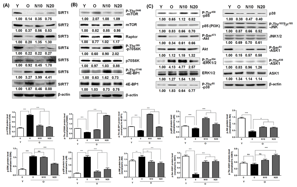 Effect of NecB on the expression and/or activation of sirtuins, protein synthesis regulators, and cell survival/death-related proteins. Young and old HDFs (Y and O) were treated with vehicle or 10 or 20 μg/mL NecB (N10 or N20 in old HDFs) for 2 days, The cell lysates were analyzed by western blot with antibodies for sirtuins (A), such as SIRT1−7, protein synthesis regulators (B), including P-Thr2446-mTOR, mTOR, raptor, P-Thr389-p70S6K, p70S6K, P-Thr37/46-4E-BP1, and 4E-BP1, and cell survival/death-related proteins (C), including P-Tyr458-p85, p85 (PI3K), P-Ser473-Akt, Akt, P-Tyr204-ERK1/2, ERK1/2, P-Thr85-p38, p38, P-Thr183Tyr185-JNK, JNK1/2, P-Ser83-ASK1 (inactive form), P-Thr845-ASK1 (active form), and total ASK1. β-actin was used as an internal control.