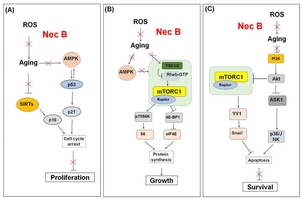 Schematic model for the effect of NecB on (A) cell proliferation, (B) growth, and (C) survival in near-senescent HDFs. The red color X means inhibitory effect by NecB treatment in old HDFs.