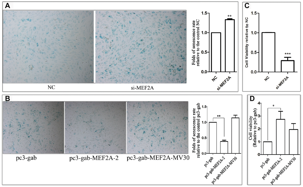 The effect of changes in the expression of MEF2A on the HUVEC phenotype. (A) The images show the SA-β-galactosidase staining positive cells (blue) in NC and MEF2A-specific siRNA (si-MEF2A) group, and the histogram shows the fold changes of the senescence rate relative to NC group. (B) The images show the SA-β-galactosidase staining positive cells in control plasmid (pc3-gab), wild type MEF2A overexpression plasmid (pc3-gab-MEF2A-2) and frameshift mutant MEF2A plasmid (pc3-gab-MEF2A-MV30) group, and the histogram shows the fold changes of the senescence rate relative to pc3-gab group. (C) Fold changes of cell viability relative to NC group. (D) Fold changes of cell viability relative to pc3-gab group. The number of total cells and SA-β-gal staining positive cells were counted in 20-30 images photographed from different fields of view in the duplicate wells in each experiment. The senescence rate was calculated by dividing the number of SA-β-gal staining positive cells by the number of the total cells. The histograms show the mean ± SEM of more than three independent experiments. *, P P P 