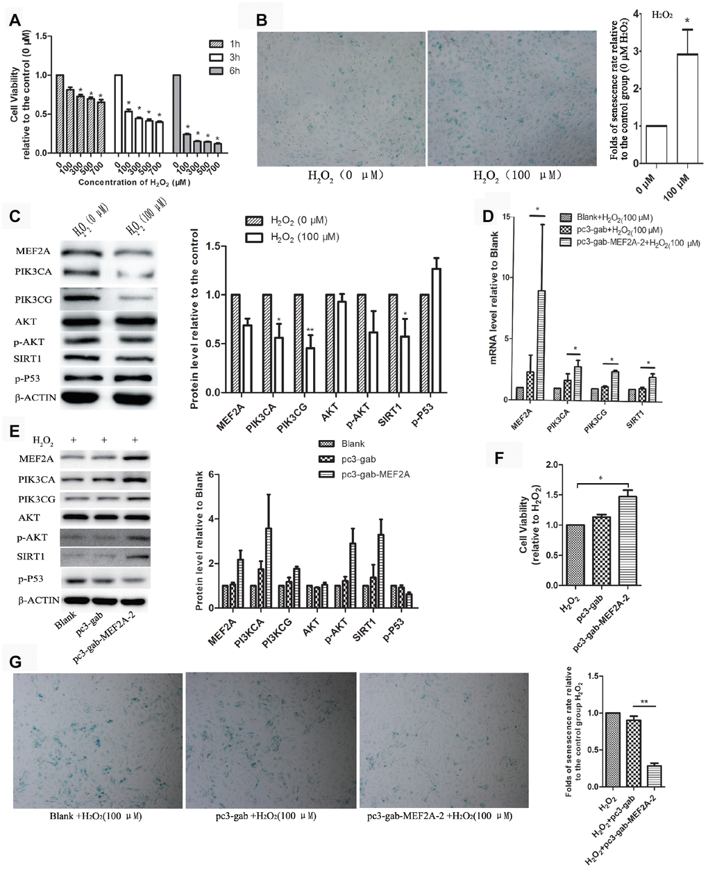 The role of MEF2A in hydrogen peroxide-induced cell senescence. (A) Effects of different concentrations of H2O2 on the viability of HUVEC cells at different time. (B) Impact of treatment with 100 μM H2O2 on the senescent phenotype of HUVEC for 1 hour. (C) Influence of treatment with 100 μM H2O2 for 1 hour on gene protein levels in HUVEC. (D) Changes in mRNA levels of genes of interest in each group. (E) Changes in protein levels of genes of interest in each group. (F) Changes in cell viability of each group. (G) Changes in the cellular senescence phenotype of each group. The cell viability, senescence rate, protein level and mRNA level were expressed as the mean fold changes relative to the control group, and the error bars represent the standard error of the fold changes in 3 independent experiments. Blank: HUVEC transfected without plasmids; pc3-gab: HUVEC transfected with empty vector (pc3-gab); pc3-gab-MEF2A-2: HUVEC transfected with MEF2A overexpression plasmid. *, P P P 