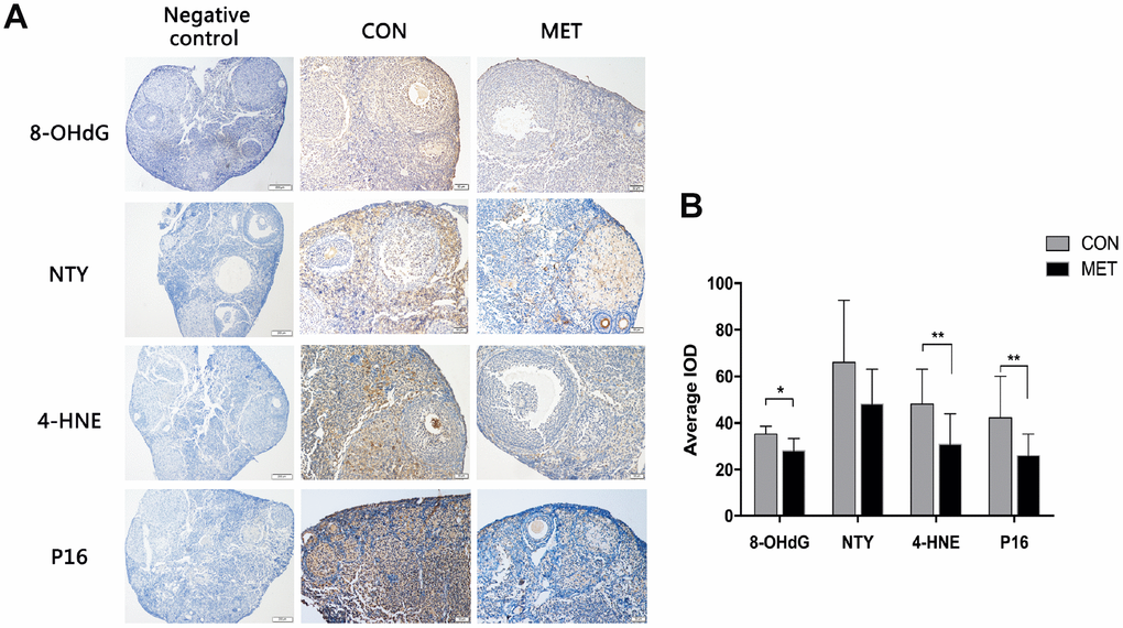 Effects of MET on oxidative damage markers and the p16 level in both groups. (A). The representative IHC images of p16 protein in the CON and MET mouse ovaries. (B). Average IOD of the markers in the two groups. Values are expressed as mean± S.E.M. *indicates a significant difference between the two group. *P