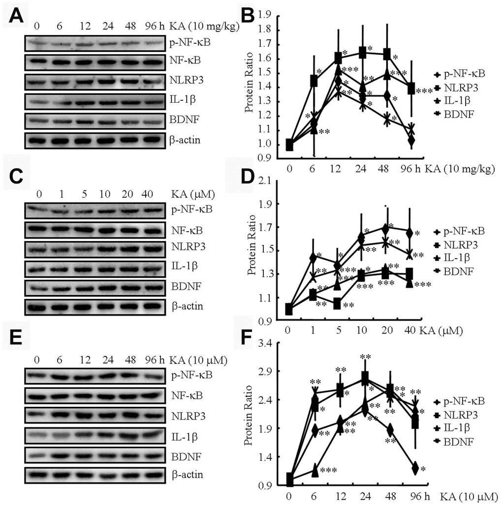 KA augments the activity of inflammasome in vivo and in vitro. (A and B) Phosphorylation levels of NF-κB and expression levels of NLRP3, IL-1β, and BDNF in KA-treated mice brains at different time points (N=6). (C and D) Phosphorylation levels of NF-κB and expression levels of NLRP3, IL-1β, and BDNF in KA-treated BV2 cells at different concentrations (N=3). (E and F) Phosphorylation levels of NF-κB and expression levels of NLRP3, IL-1β, and BDNF in KA-treated BV2 cells at different time points (N=3). The optical density of bands in Western blotting was analyzed by ImageJ software *P**P***P