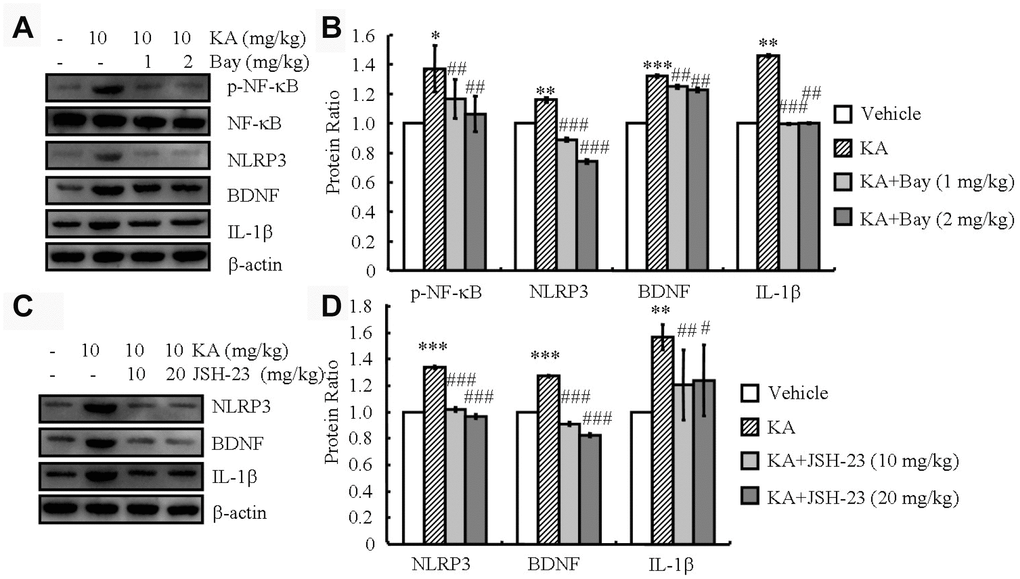 Inflammasome mediates the KA-induced phosphorylation of NF-κB and the expression of NLRP3, IL-1β, and BDNF. (A and B) Phosphorylation levels of NF-κB and expression levels of NLRP3, IL-1β, and BDNF in KA and/or Bay11-7082 in the brains of APP23 mice by Western blotting. The KA group was given i.p. injections of 10 mg/kg KA. The Bay11-7082+KA group mice were given i.p. injections of 1 or 2 mg/kg Bay11-7082 for 48 h (N=6). (C and D) The expression levels of NLRP3, IL-1 β, and BDNF in KA and/or JSH-23 in the brain of APP23 mice by Western blotting. The KA group was given i.p. injections of 10 mg/kg KA. The JSH-23+KA group mice were given i.p. injections of 10 or 20 mg/kg JSH-23 for 48 h (N=6). The optical density of bands in Western blotting was analyzed by ImageJ software *P**P***P#P##P###P