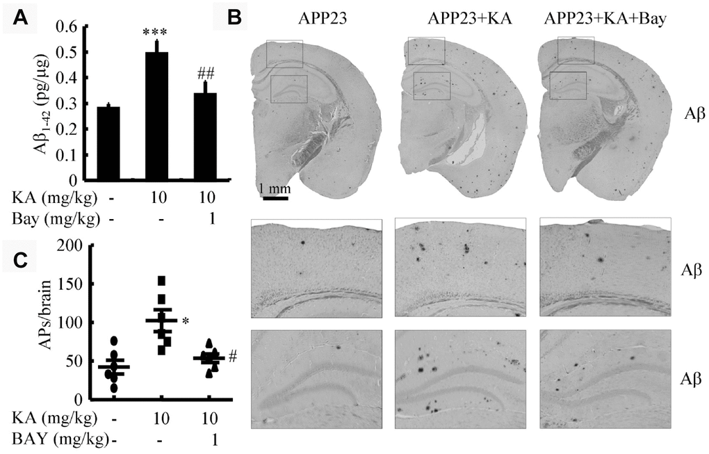 Bay11-7082 suppresses KA-induced Aβ in the brains of APP23 mice. (A) The production of Aβ in the brains of KA (10 mg/kg)- and/or Bay11-7082 (1 mg/kg)+KA-treated APP23 mice. (B) Immunohistochemical staining of Aβ in KA and/or Bay11-7082+KA-treated APP23 brains. (C) The visible number of APs in the brains of APP23 mice treated with or without KA and/or Bay11-7082+KA. *P***P#P##P