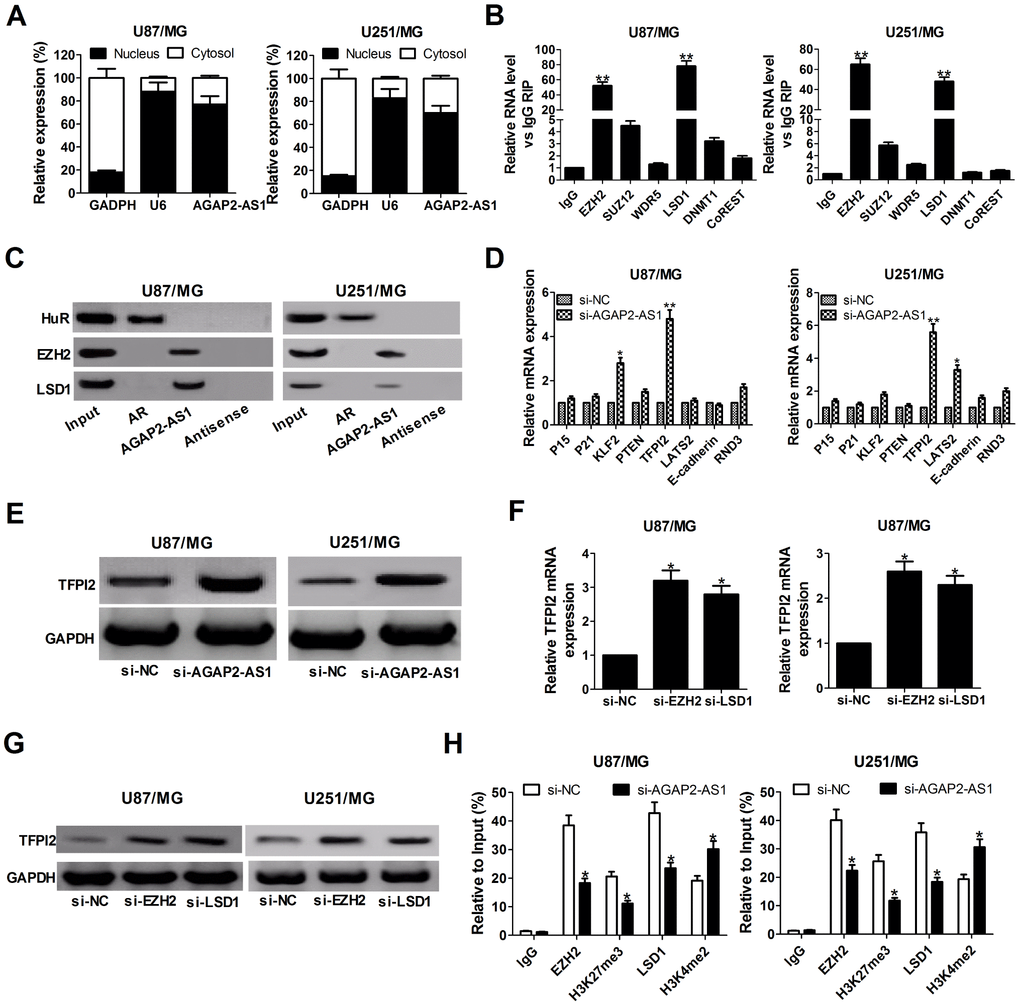 AGAP2-AS1 recruits EZH2 and LSD1 to suppress TFPI2 expression. (A) qRT-PCR analysis of AGAP2-AS1 level in the nuclear and cytoplasmic fraction of U87/MG and U251/MG cells. GAPDH and U6 were used as the cytoplasm marker and nucleus marker, respectively. (B) RIP experiments were conducted in U87/MG and U251/MG cells using antibodies against EZH2, SUZ12, WDR5, LSD1, DNMT1, and CoREST, followed by qRT-PCR assay of AGAP2-AS1 levels in immunoprecipitates. The fold enrichment was relative to IgG immunoprecipitate. (C) HuR, EZH2, and LSD1 protein levels in immunoprecipitates with AGAP2-AS1 were determined in U87/MG and U251/MG cells by western blot. Androgen receptor (AR) RNA was used as a positive control for HuR protein. (D) qRT-PCR analysis was performed to evaluate the levels of P15, P21, KLF2, PTEN, TFPI2, LATS2, E-cadherin and RND3 in si-NC- or si-AGAP2-AS1-transfected U87/MG and U251/MG cells. (E) Western blot analysis of TFPI2 expression in U87/MG and U251/MG cells following knockdown of AGAP2-AS1. (F and G) TFPI2 expression level at mRNA and protein levels were detected in U87/MG and U251/MG cells after transfection with si-EZH2 or si-LSD1. (H) ChIP assay of EZH2/LSD1 occupancy and H3K27me3/H3K4me2 binding in the TFPI2 promoter in U87/MG and U251/MG cells after transfection with si-NC or si-AGAP2-AS1. Enrichment was quantified relative to input control. IgG was used as a negative control. *P **P 