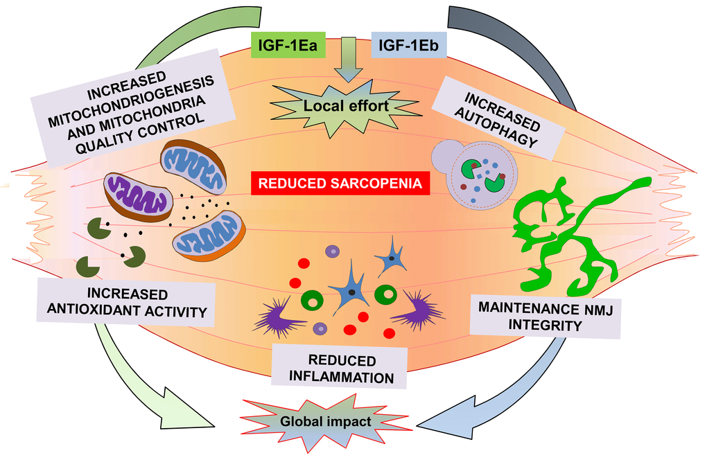 A summary of the molecular mechanisms activated by both IGF-1Ea and IGF-1Eb to counteract sarcopenia.