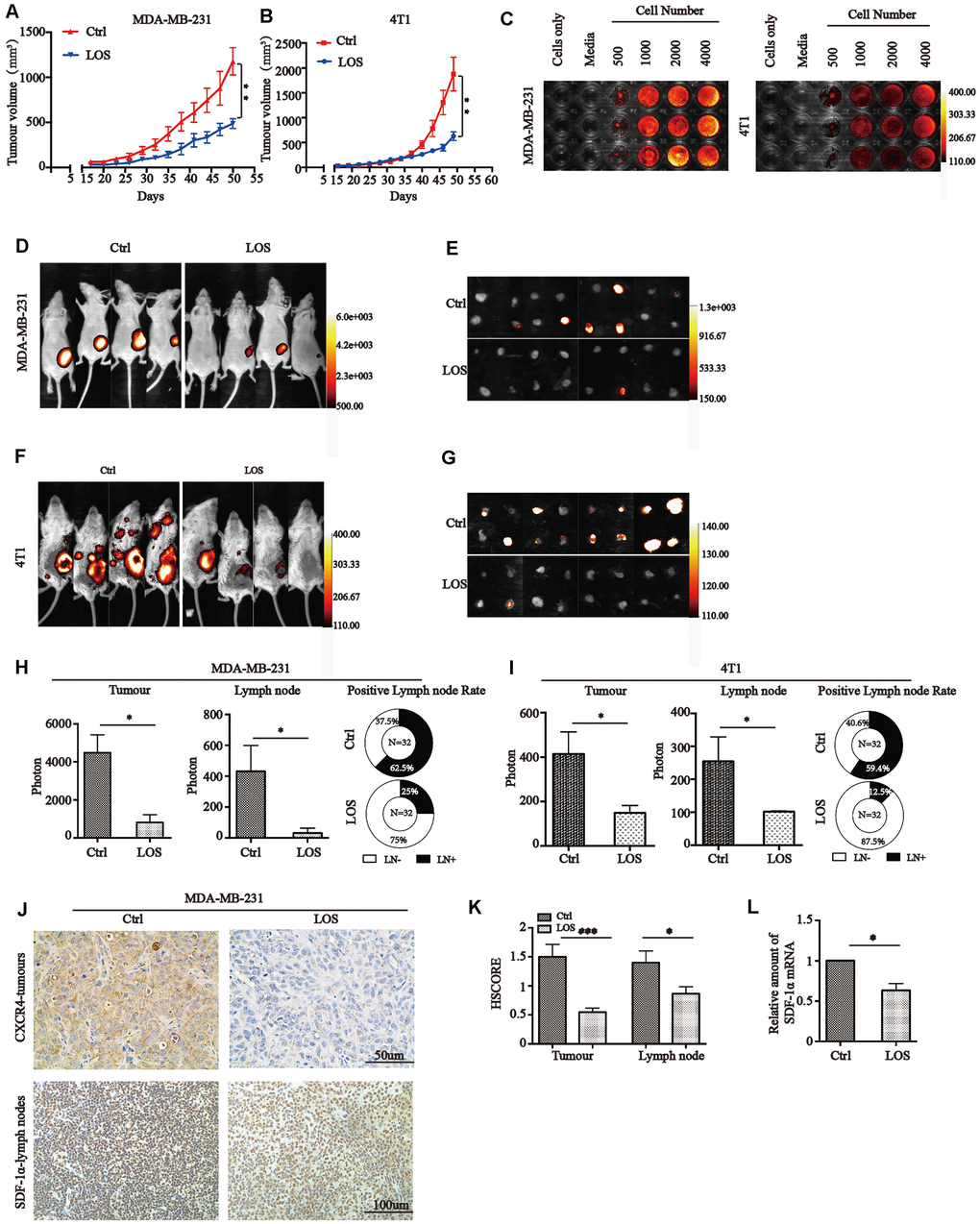 Losartan reduces tumor growth and lymph node metastasis through CXCR4/SDF-1α invivo. (A) and (B) MDA-MB-231 and 4T1 cells were injected into the fourth right mammary fat pad of nude mice and Balb/c mice. Two weeks after the injection, the tumor size was measured every 3 days. ** PC) BLI of MDA-MB-231 and 4T1 cells diluted in triplet wells from 4000 to 500 cells/well. Quantitative analysis of photon flux after adding luciferin substrate. (D) Representative images of MDA-MB-231 tumors and (E) lymph nodes for BLI analysis. Signal intensity was measured as photon flux (photons/second) and coded to a color scale. (F) Representative 4T1 tumor and (G) lymph node signal intensities were shown by BLI. The number of mice in each group was 8, and the total number of LN was 32. (H) and (I) Quantification of the signal intensities of tumors and lymph nodes and rates of lymph node metastasis in MDA-MB-231 and 4T1 tumors are shown below. * P0.05. (J) Representative xenograft samples and lymph nodes images in different groups. Tissues were subjected to immunohistochemical staining with anti-CXCR4 or anti-SDF-1α. (K) HSCORE of CXCR4 and SDF-1α protein expression in mice tumor tissues and lymph nodes. * P0.05, *** PL) Relative amount of SDF-1α mRNA in lymph node from different groups. * P0.05.