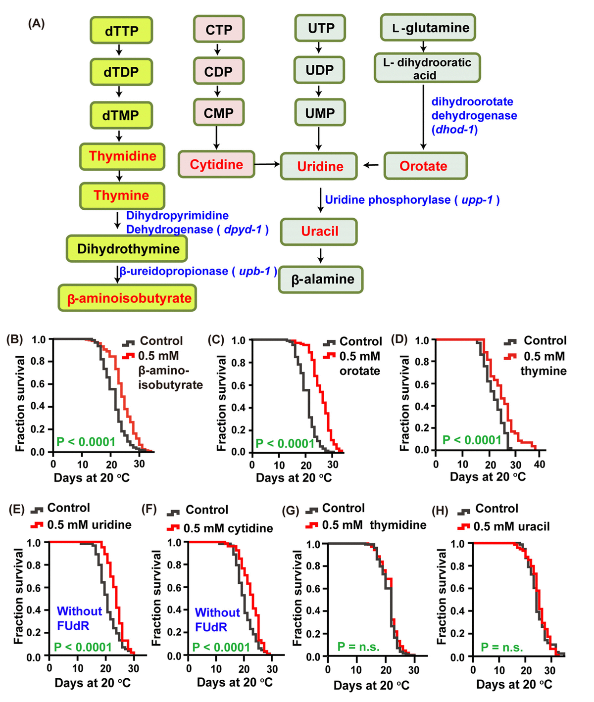 Intermediate Metabolites Of The Pyrimidine Metabolism Pathway Extend