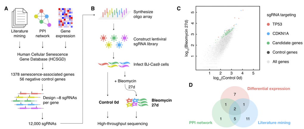 A large-scale CRISPR screen and identification of essential genes 