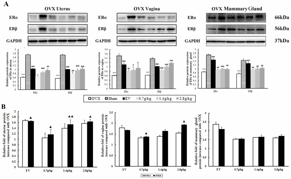 The effects of QYFE on the expression of estrogen receptor (ER) α and estrogen receptor (ER) β at protein levels in uterus, vagina, and mammary gland of rats. (A) Western blot analysis was carried out as described in Materials and Methods. Representative blots are shown above, and quantitative analysis is shown below. Values given are the mean standard deviation (SD) of three independent experiments. *** p ** p B) Comparative Statistical analysis of ERα and ERβ upregulation to OVX group. (▲) p
