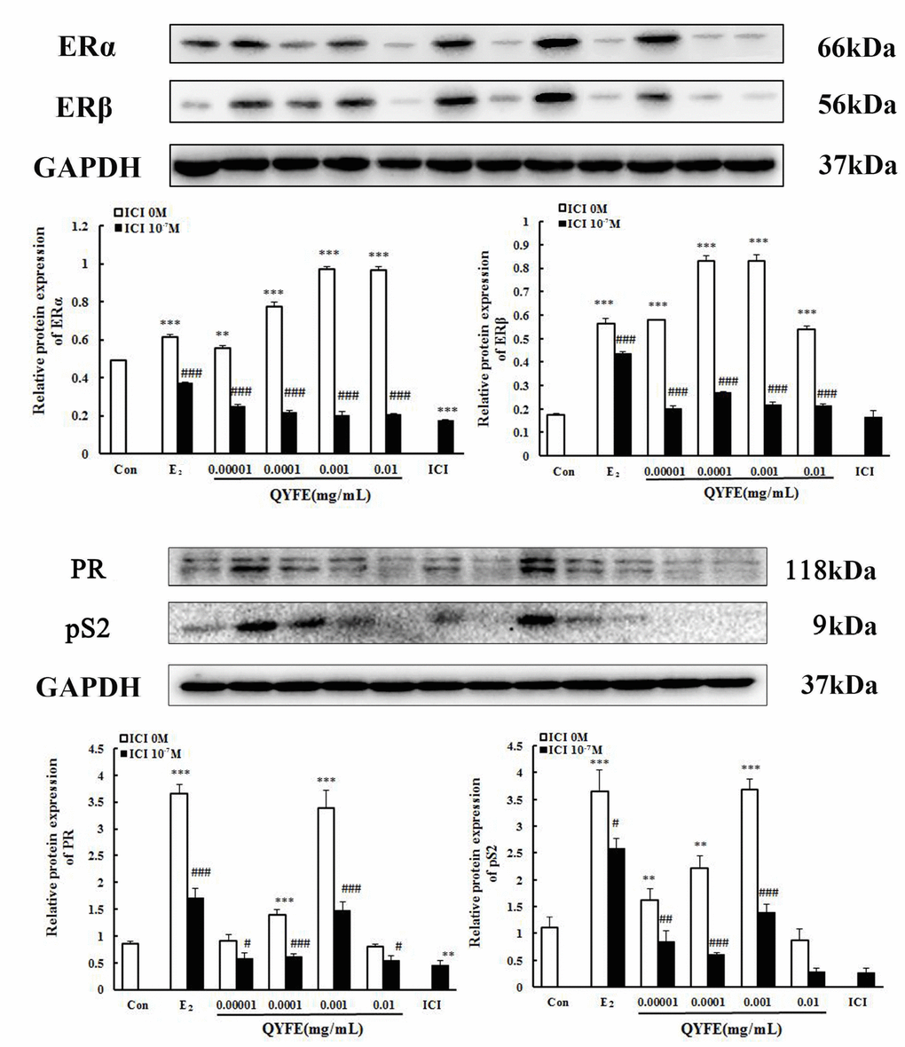 Effect of QYFE on the protein levels of estrogen receptors (ER) α and ERβ, PR and ps2 in MCF-7 cell. Western blotting analysis was carried out as described in the Methods *P**P***P#P##P###P2/) QYFE.