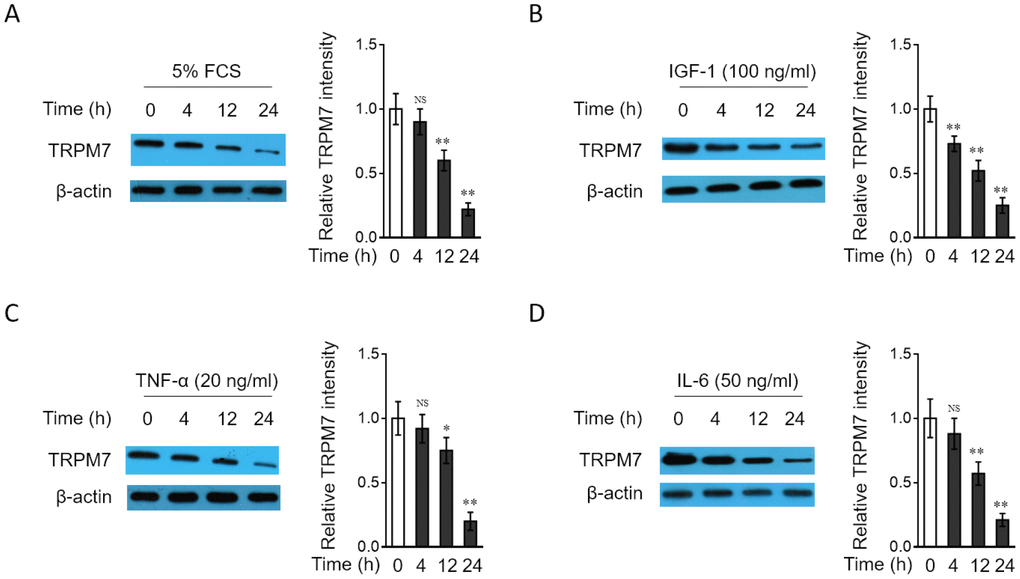 TRPM7 expression is downregulated in PASMCs treated with PAH stimuli in vitro (A–D) PASMCs from rats were serum starved for 24 h, followed by incubation with medium alone (control) or containing 5% fetal calf serum (FCS) (A), 100 ng/ml IGF-1 (B), 20 ng/ml TNF-α (C), or 50 ng/ml IL-6 (D) for increasing time periods as indicated. The protein level of TRPM7 was determined by Western blot analysis. β-actin was used as a loading control. The representative images (left) and band intensity analysis (right) are shown. Results are representative of 3 independent experiments. Data are mean ± SD. One-way ANOVA test. **, P 