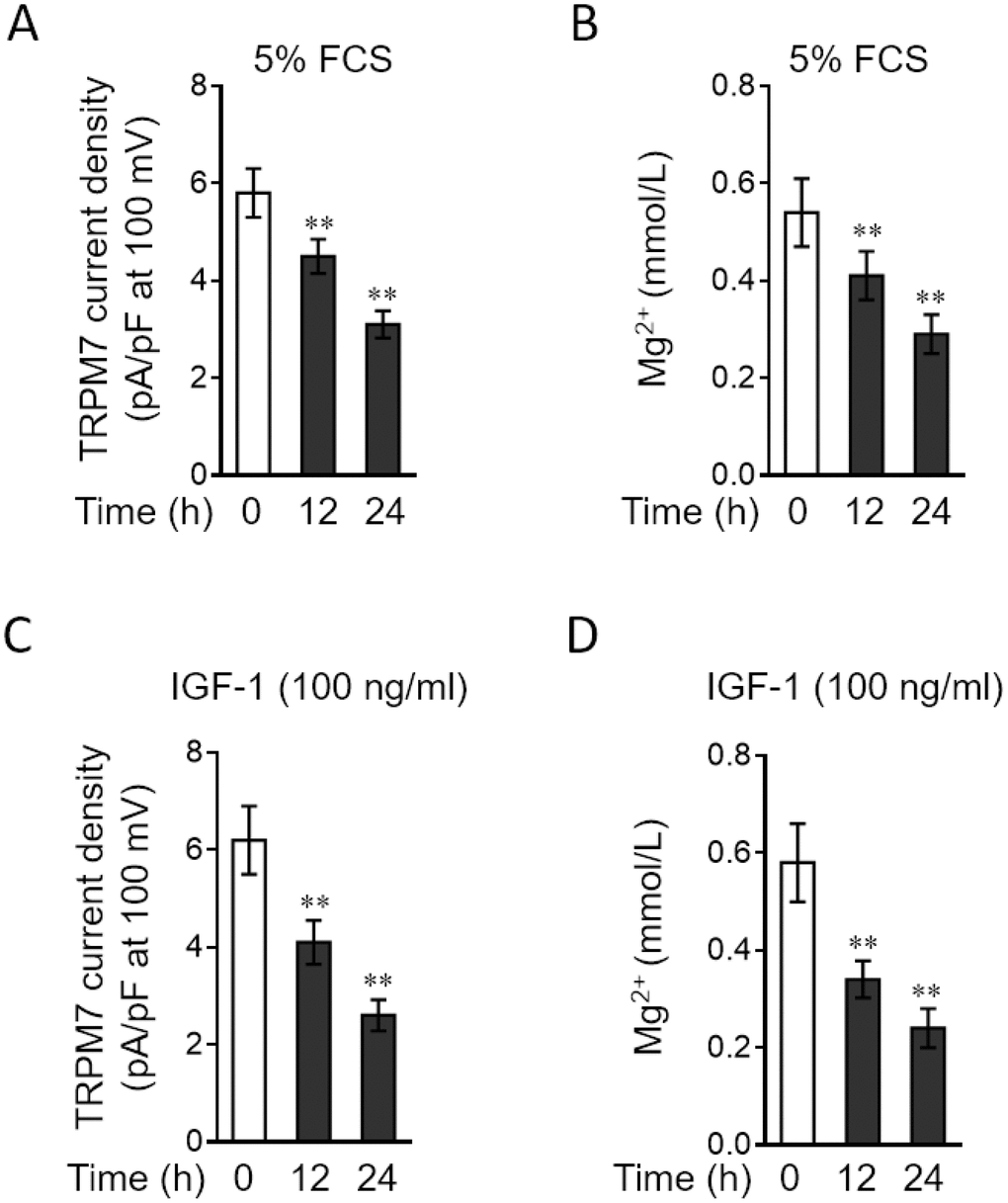 PAH stimuli reduce TRPM7 currents and intracellular free Mg2 concentration in PASMCs in vitro. (A–B) PASMCs from rats were serum starved for 24 h, followed by incubation with medium alone (control) or containing 5% fetal calf serum (FCS) for 12 or 24 h. (A) TRPM7 currents were recorded using the whole-cell patch-clamp technology with ramp from -100 mV to 100 mV. The TRPM7 currents density (pA/pF) with ramp at 100 mV is shown. Fifty cells were analyzed in each treatment. Data are mean ± SD. One-way ANOVA test. **, P B) Intracellular free Mg2+ concentration was determined. Data are mean ± SD from 3 independent experiments. One-way ANOVA test. **, P C–D) PASMCs from rats were serum starved for 24 h, followed by incubation with medium alone (control) or containing 100 ng/ml IGF-1 for 12 or 24 h. The TRPM7 currents density (C) and intracellular free Mg2+ concentration (D) were determined and analyzed as in (A–B).