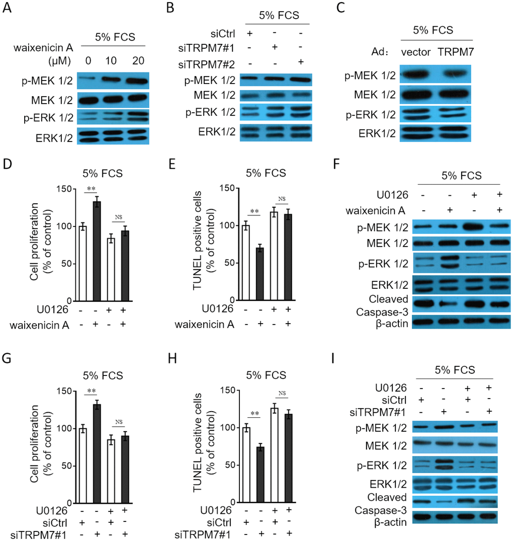 TRPM7 inhibition or knockdown promotes PASMCs proliferation and apoptosis resistance through MEK/ERK pathway. (A) PASMCs from rats were serum starved for 24 h, followed by incubation with medium containing 5% FCS for 24 h in the presence or absence of 10 μM or 20 μM waixenicin A. The protein expression of p-MEK 1/2, MEK 1/2, p-ERK 1/2 and ERK 1/2 was determined by Western blot analysis. (B) PASMCs from rats were transfected with siRNA control, siRNA TRPM7#1 or siRNA TRPM7#2. After 24 h of transfection, cells were serum starved for 24 h, followed by incubation with medium containing 5% FCS for another 24 h. The protein expression of p-MEK 1/2, MEK 1/2, p-ERK 1/2 and ERK 1/2 was determined by Western blot analysis. (C) PASMCs from rats were infected with Ad-Ctrl or Ad-TRPM7. After 24 h of infection, cells were serum starved for 24 h, followed by incubation with medium containing 5% FCS for another 24 h. The protein expression of p-MEK 1/2, MEK 1/2, p-ERK 1/2 and ERK 1/2 was determined by Western blot analysis. β-actin was used as a loading control. The representative images from 3 independent experiments are shown. (D–F) PASMCs from rats were serum starved for 24 h, followed by incubation with medium containing 5% FCS for 24 h in the presence or absence of 20 μM waixenicin A or 10 μM U0126. (D) Cell proliferation was determined by BrdU incorporation assay. (E) Cell apoptosis was detected by TUNEL staining. Results are expressed as a percentage relative to control. Data are mean ± SD. n = 3. Unpaired Student’s t-test. **, P F) The protein expression of targets as indicated was determined by Western blot analysis. β-actin was used as a loading control. The representative images from 3 independent experiments are shown. (G–I) PASMCs from rats were transfected with siRNA control, siRNA TRPM7#1. After 24 h of transfection, cells were serum starved for 24 h, followed by incubation with medium containing 5% FCS for another 24 h in the presence or absence of 10 μM U0126. Cell proliferation (G), cell apoptosis (H) and the protein expression of targets (I) was determined and analyzed as in (D–F).