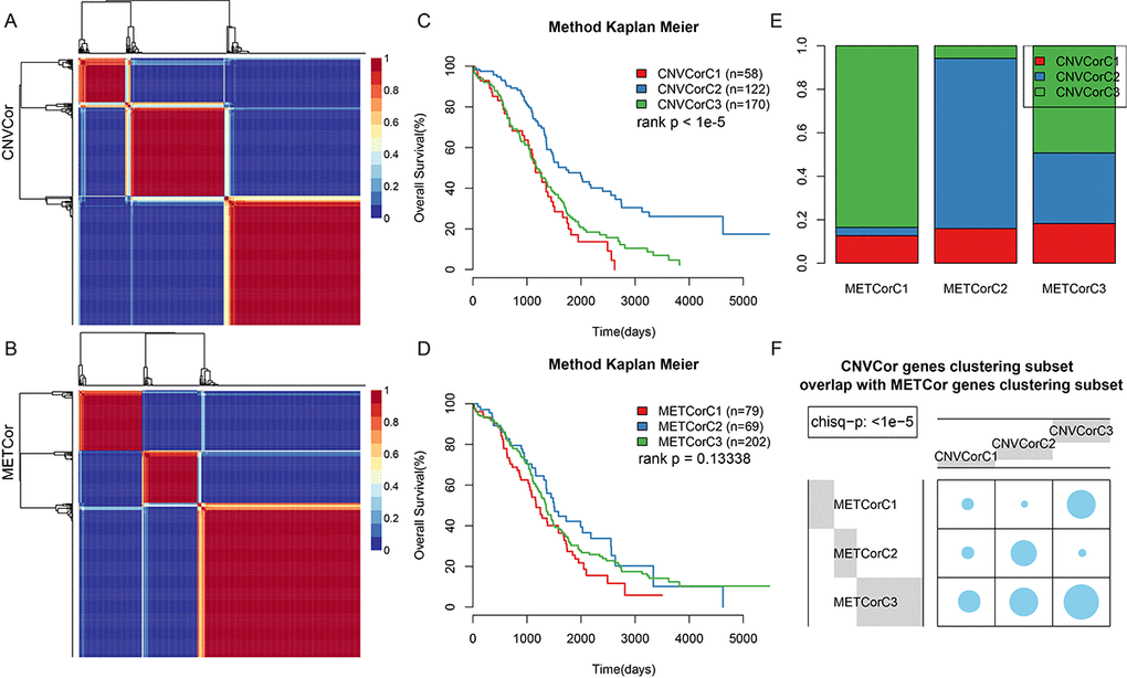 Identification of ovarian carcinoma molecular subtypes based on CNVcor and METcor genes. (A) NMF clustering results for CNVcor genes. (B) NMF clustering results for METcor genes. (C) KM survival curve for CNVcor gene clustering subsets. Survival time is shown on the x-axis, and survival rate determined by log rank P test is shown on the y-axis. (D) KM survival curve for METcor gene clustering subsets. Survival time is shown on the x-axis and survival rate determined by log rank P test is shown on the y-axis. (E) Overlap between CNVcor and METcor gene clustering subsets. F: Overlap test for CNVcor and METcor gene clustering subsets. Blue circles represent the proportion of overlapping samples between two the clusters; significance was determined using the Kolmogorov-Smirnov test.