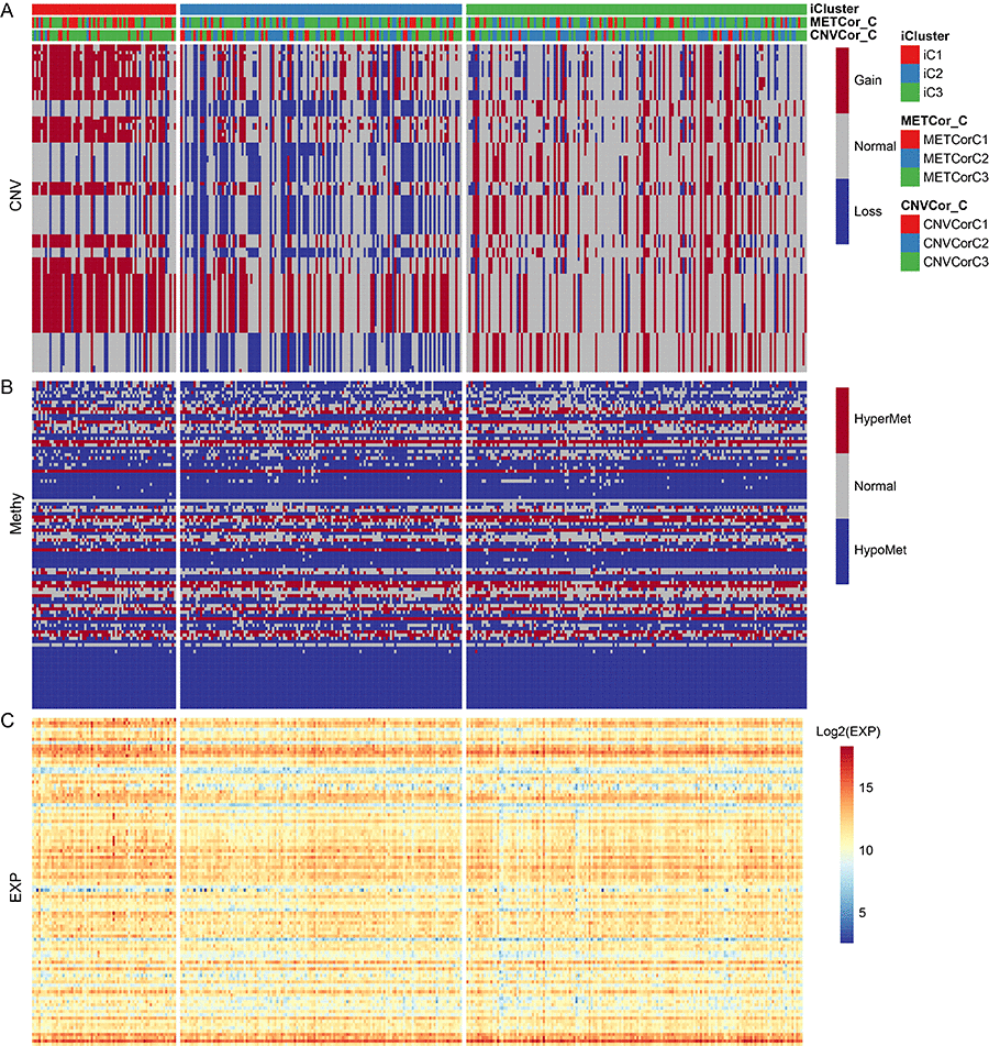 The 100 genes with the most significant differences in CNV, Met, and gene expression among iC1 molecular subtypes. (A) CNV distribution in iCluster gene subtypes; (B) MET distribution in iCluster gene subtypes; (C) Heatmap of differential genes for iCluster gene subtypes.