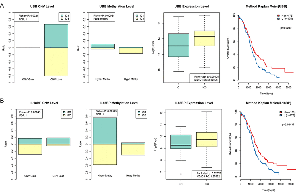CNV and MET in UBB and IL18BP were significantly correlated with prognosis. (A) Comparison of CNV, MET, and EXP in the UBB gene between iC1 and iC3 subtypes and prognostic survival curve for the TIMM50 gene. From left to right: the proportion of UBB Gain and Loss (range: 0-1) in iC1 and iC3 samples, the proportion of UBB hypermethylation and hypomethylation (range: 0-1) in iC1 and iC3 samples, UBB expression in iC1 and iC3 samples, and survival curve with samples divided into high and low UBB groups based on median gene expression level. (B) Comparison of CNV, MET, and EXP in the IL18BP gene between iC1 and iC3 subtypes and prognostic survival curve for the TIMM50 gene. From left to right: the proportion of IL18BP Gain and Loss (range: 0-1) in iC1 and iC3 samples, the proportion of IL18BP hypermethylation and demethylation (range:0-1) in iC1 and iC3 samples, IL18BP expression in iC1 and iC3 samples, and survival curve with samples divided into high and low IL18BP groups based on median gene expression level. Survival time is shown on the x-axis and overall survival is shown on the y-axis; differences were identified using the log rank P test.