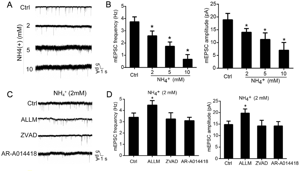 Inhibition of calpain prevents ammonia-induced impairment of synaptic activity. Cultured cerebellar granule cells were treated with ammonia (0, 2, 5, or 10 mM) for 24 h and subjected to patch-clamp electrophysiological recording. Representative tracings (A) and quantification of frequencies and amplitudes (B) of mEPSCs. Representative tracings (C) and quantification of frequencies and amplitudes (D) of mEPSCs in neurons treated with 2 mM ammonia for 24 h with or without ALLM, ZVAD, or AR-A014418. Data are means ± SEs; n =15 cells from three cultures from seven animals; * p 