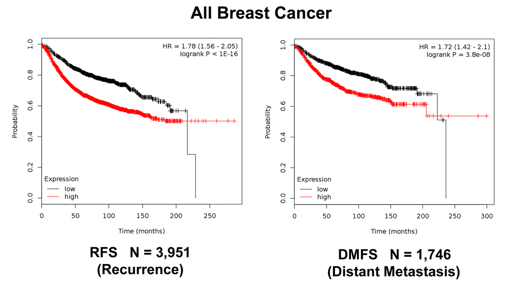 K‐M analysis of recurrence and metastasis using a Mito‐Signature in a larger group of all breast cancer patients, independently of treatment. Patients with high‐expression levels of the Mito‐Signature showed near 2‐fold increases in recurrence (N = 3,951; p 