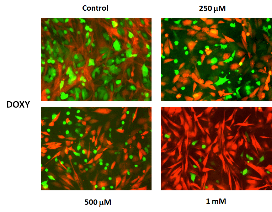 Doxycycline preferentially targets MCF7‐GFP cells, during co‐culture with fibroblasts: Fluorescence micrographs. Note that as the concentration of Doxycycline is progressively increased, from 250 μM to 1 mM, the green fluorescent signal is decreased.