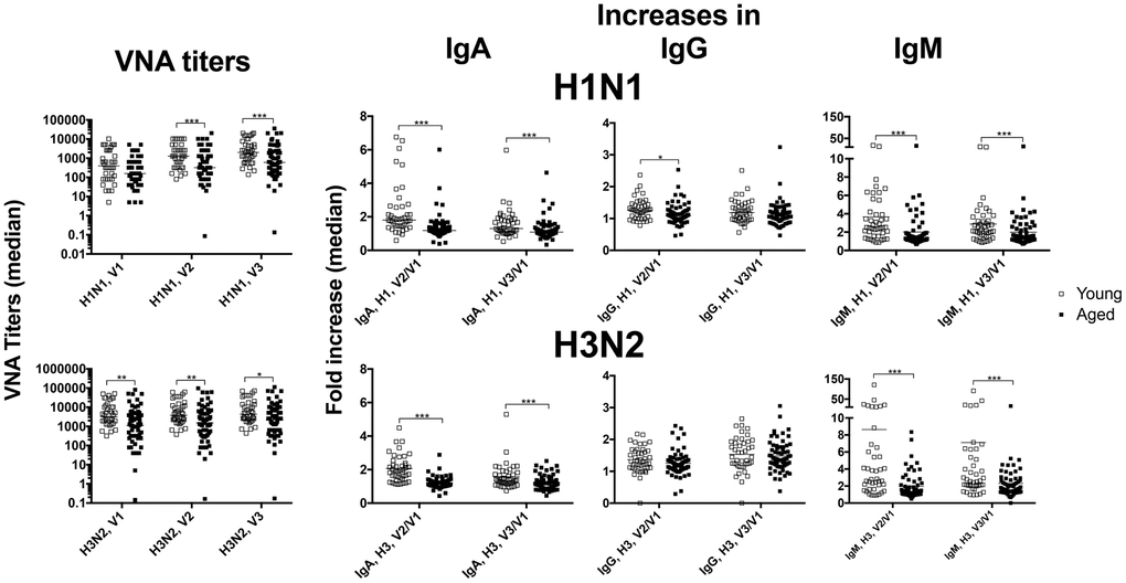 Antibody responses. Sera from younger (open squares) and older (closed squares) individuals were tested for VNAs and antibodies of different serotypes specific for H1N1 (upper graphs) or H3N2 viruses (lower graphs). The graphs show absolute values for VNA titers and fold increase over baseline (visit 1 [V1]) for IgA, IgG and IgM by dividing amounts of antibody in μg/ml (extrapolated from using standards for each isotype) after vaccination by those obtained at baseline. Graphs show data for individual samples with medians. Lines with star above indicate significant differences by Mann-Whitney. * p-value between 