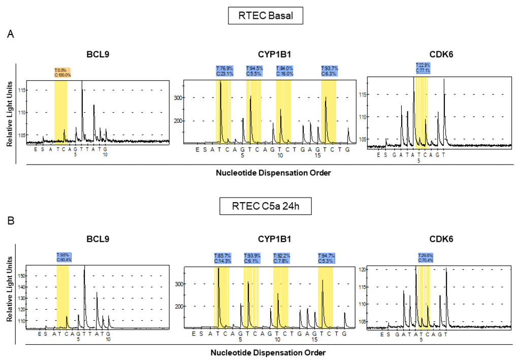 Analysis of methylation levels for BCL9, CYP1B1 and CDK6 in different lots of C5a-stimulated RTEC compared to the respective basal conditions. Pyrosequencing assays were performed on the same regions that we found to be methylated in the whole-genome assay. The pyrosequencing assays confirmed that the DNA of these regions were differentially methylated in C5a-stimulated RTEC (B panel) compared to basal condition (A panel). Representative pyrograms show methylation levels of the indicated CpG sites in the gene promoter.