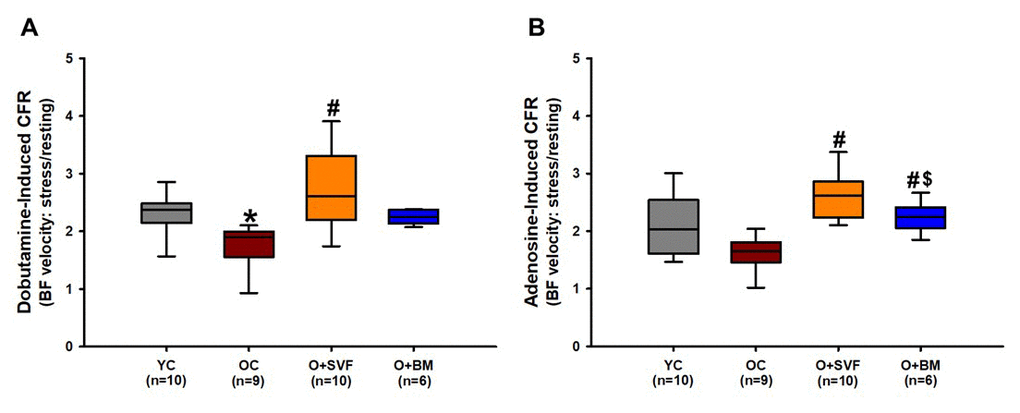 Coronary flow reserve using Doppler echocardiography in rats. Stress test was performed on experimental groups using dobutamine (A) or adenosine (B) and CFR was calculated. O+SVF group exhibited increased CFR vs. OC in both adenosine and dobutamine conditions. P≤0.05 vs Young Control (*), vs Old Control (#), and vs Old+ SVF($); Data are presented as means±SD, analyzed with one-way ANOVA followed by post-hoc Dunn’s (A) or Holm-Sidak (B) test.