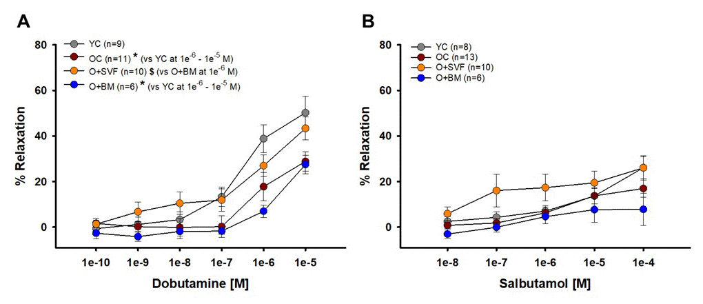Isolated coronary arteriolar vasoreactivity to β1- and β2-AR agonists. Dobutamine, primarily a β1-AR agonist, induced vasorelaxation in all groups (A). Coronary arterioles from YC animals exhibited a significantly greater dilation compared to OC and O+BM at concentrations 1e-6 and 1e-5 [M] (*) (A). Salbutamol, a β2-AR agonist, induced mild vasorelaxation that was similar between all the groups (B). P≤0.05 vs Young Control (*), vs Old Control (#), and vs Old+SVF ($); data are presented as means±SEM and analyzed with two-way repeated measures ANOVA followed by post-hoc Bonferroni test.