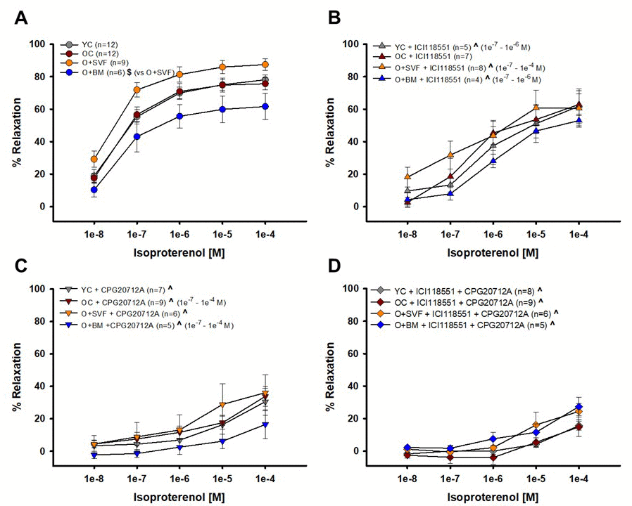 Contribution of β1- and β2-AR to isoproterenol-induced vasodilation from isolated coronary arterioles. Vasorelaxation to isoproterenol, primarily a non-selective β1-, β2-, and β3-AR agonist, was significantly impaired in the O+BM group compared to O+SVF ($) (A). Isoproterenol with ICI118551, a β2-AR antagonist, eliminated differences between the groups. Compared to pre-incubation, all groups except OC (YC, O+SVF, and O+BM) had significant attenuation in the inhibited dose response (^) at several concentrations (B). Isoproterenol with CPG20712A, a β1-AR antagonist, also eliminated differences between the groups, and all groups exhibited significant attenuation in the response compared to pre-inhibition (^) (C). No group differences to isoproterenol were noted following inhibition with both ICI118551 and CPG20712A, and all groups exhibited significant attenuation in the response compared to pre-inhibition (^) at every concentration (D). P ≤ 0.05 vs Young Control (*), vs Old Control (#), vs Old+SVF, and pre- vs post-inhibition (^); data are presented as means±SEM and analyzed with two-way repeated measures ANOVA, paired for inhibitor analysis, followed by post-hoc Bonferroni test.