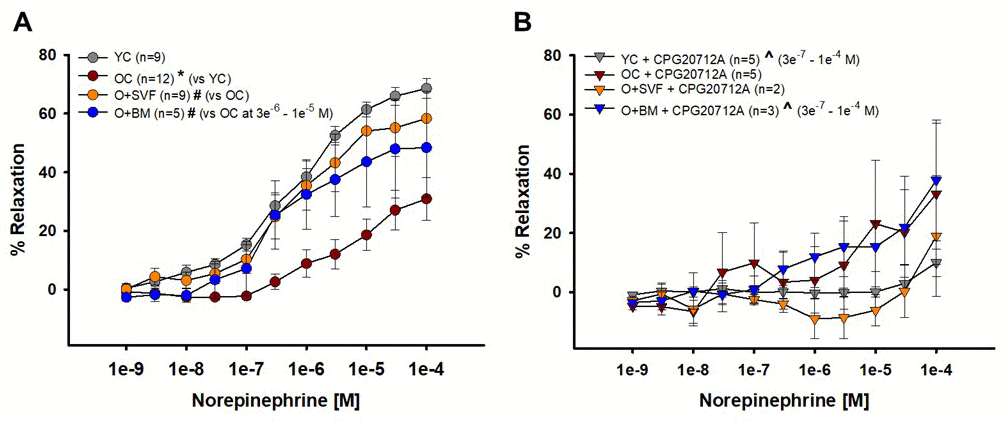Contribution of β2-AR to norepinephrine-induced vasoreactivity in isolated coronary arterioles. Relaxation to NE was significantly impaired in OC animals compared to YC and O+SVF groups at all concentrations (A). NE with CPG20712A, a β1-AR antagonist, attenuated (^) the majority of the vasodilation response (3e-7 – 1e-4 [M]) in YC and O+BM treated groups (B). P≤0.05 vs Young Control (*), vs Old Control (#), vs Old+SVF ($), and pre- vs post-inhibition (^); data are presented as means±SEM and analyzed with two-way repeated measures ANOVA, paired for inhibitor analysis, followed by post-hoc Bonferroni test.