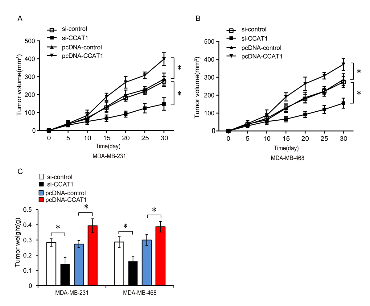 ccat1-promotes-triple-negative-breast-cancer-progression-by-suppressing