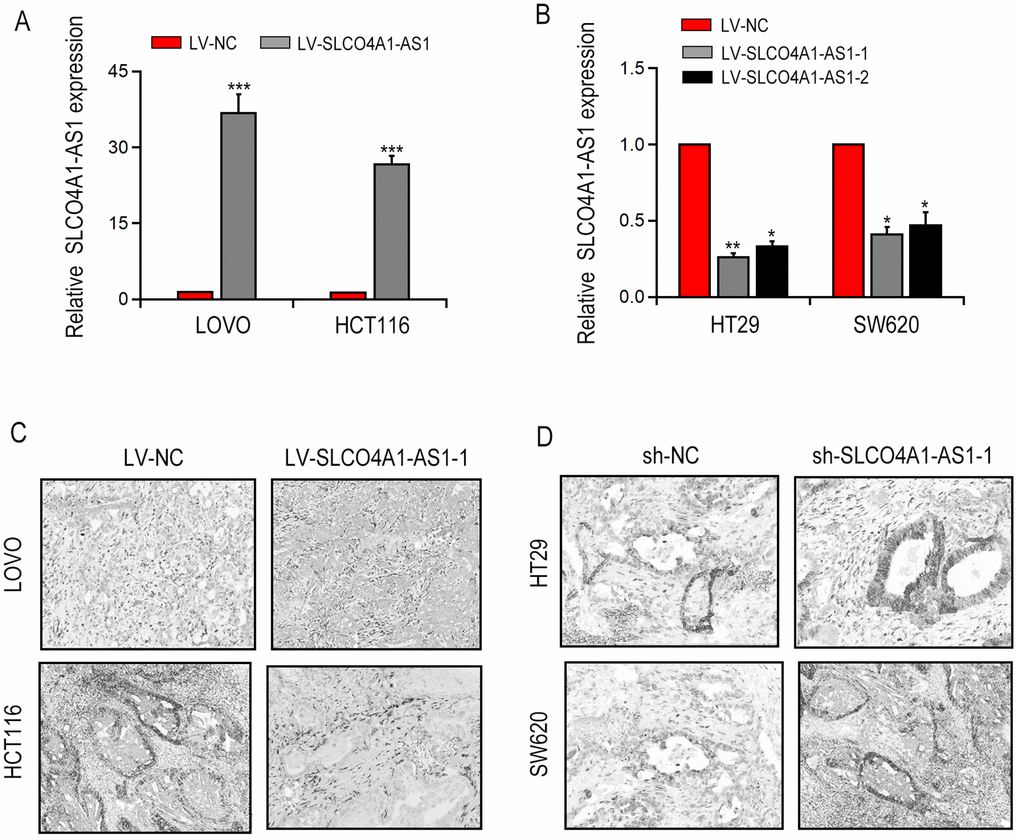 SLCO4A1-AS1 knockdown decreased autophagy in CRC cells. (A) Overexpressed SLCO4A1-AS1 was found after specific lentivirus transfection in LOVO and HCT116 cells; (B) SLCO4A1-AS1 was remarkedly suppressed after sh-SLCO4A1-AS1 transfection in HT29 and SW620 cells; (C, D) Increased or decreased autophagic vacuole numbers were found after SLCO4A1-AS1 overexpression or knockdown in LOVO and HCT116 cells by TEM. * P 