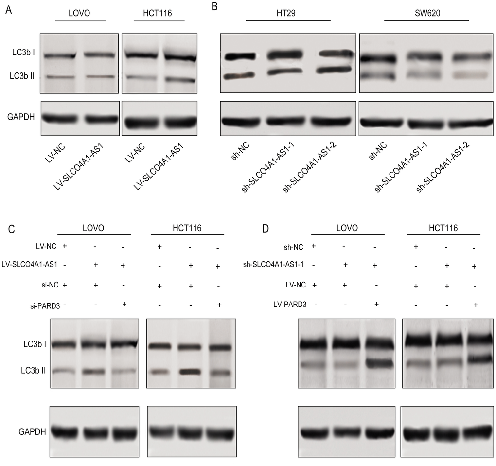 SLCO4A1-AS1 regulated autophagy via PARD3. (A) LC3b after up- or down-regulation of SLCO4A1-AS1 in LOVO and HCT116 cells by Western blot analysis. (B) LC3b II expression was suppressed after SLCO4A1-AS1 knockdown; (C) LC3b I/II expression in SLCO4A1-AS1 stably-expressed LOVO and HCT116 cells after PARD3 depletion. (D) LC3b II expression in SLCO4A1-AS1-knowndown HT29 and SW620 cells was rescued after PARD3 restoration
