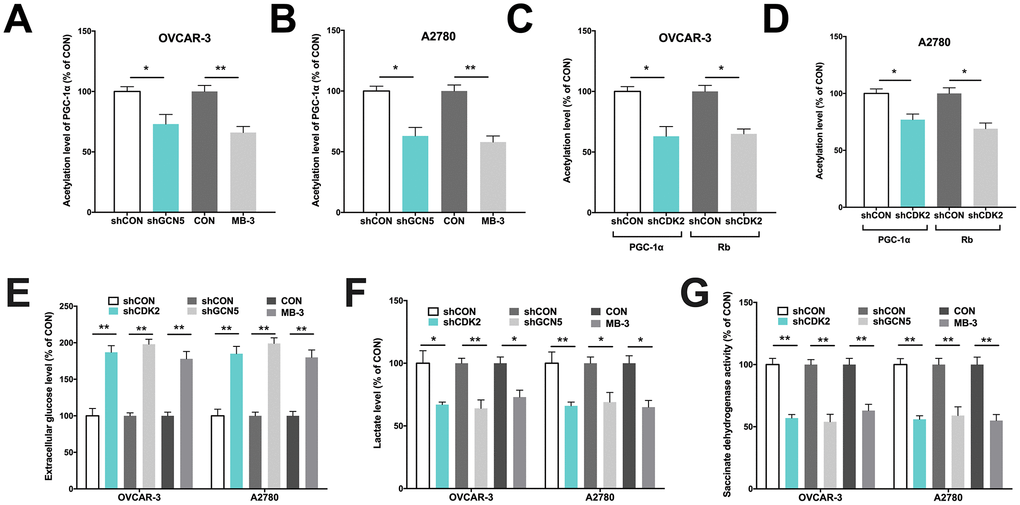 GCN5/PGC-1α axis mediates metabolism in Cyclin E1-driven HGSOC. Shown are acetylation of PGC-1α by GCN5 silencing in (A) OVCAR-3 and (B) A2780 cells, and acetylation of PGC-1α and Rb by CDK2 silencing in (C) OVCAR-3 and (D) A2780 cells; Shown are (E) glucose consumption, (F) lactate secretion, (G) succinate dehydrogenase activity in cells with CDK and GCN5 silencing. (*P 