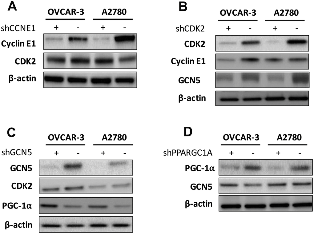 Shown are hierarchy of regulation demonstrating impact of (A) silencing of CCNE1 on CDK2; (B) silencing of CDK2 on Cyclin E1 and GCN5; (C) silencing of GNG5 on CDK2 and PGC-1α; and (D) silencing of PGC-1α onGCN5.