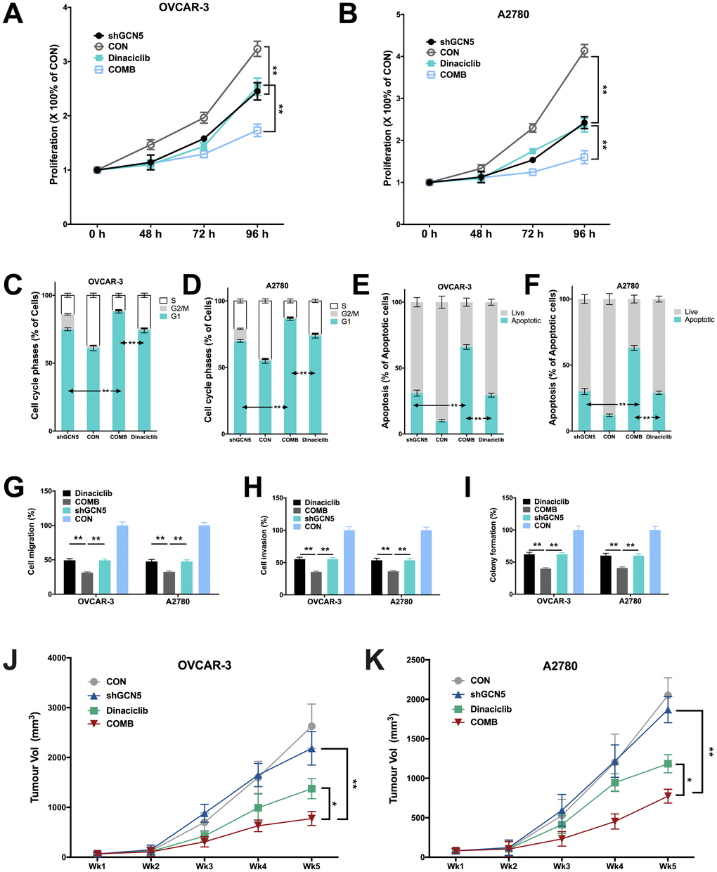 Combination therapy of targeting GCN5 and CDK2 inhibits CCNE1-amplified HGSOC. Shown are inhibitory effects of shGCN5 and CDK2 inhibitor Dinaciclib in proliferation assay in (A) OVCAR-3 and (B) A2780 cells; combination therapy in cell cycle assay in (C) OVCAR-3 and (D) A2780 cells; combination therapy in apoptosis assay in (E) OVCAR-3 and (F) A2780 cells; combination therapy in Transwell (G) migration assay and (H) invasion assay, and in (I) colony formation assay; (J, K) Xenograft mouse model showing tumor inhibitory effects using genetic silencing of GCN5 and CDK2 inhibitor. (*P 