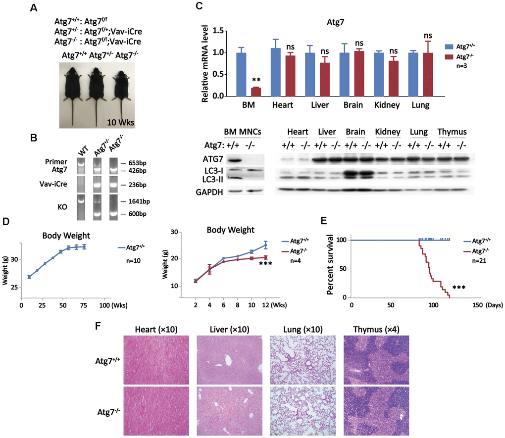 Growth retardation and shortened lifespan of the mice with deletion of an autophagy-essential gene Atg7 in hematopoietic system. (A) Three genotypes for wild-type, heterozygote, and homozygote for Atg 7 deletion in hematopoietic system with representative images of the mice. The images were taken at age of 10 weeks. (B) PCR Genotyping analysis of the offsprings from Atg7f/f mice crossing Vav-iCre mice to screen Atg7f/f;Vav-iCre mice. The sequences for the primers used in PCR are given in the method section, and their PCR amplified bands representing specific genotypes were indicated in the agarose gel electrophoresis films. (C) Examination of Atg7 expression in wild-type and the Atg7-deleted mice. Upper panel, quantitative PCR analysis of Atg7 transcription normalized to Gapdh transcript in different organs; lower panel, western blotting analysis of autophagy-essential protein ATG7 and lipidation of LC3 in different organs. GAPDH used as a loading control. (D) Growth comparison between wild-type and Atg7-deleted mice. Wild-type mice progressively gain weight before age of 60 weeks (left panel), but Atg7-deleted mice cease weight gain at about age of 6 weeks (right panel). (E) Measurement of lifespan of wild-type and Atg7-deleted mice. (F) Immunohistological examination of heart, liver, lung and thymus from 10 weeks old wild-type and Atg7-deleted mice by HE staining.