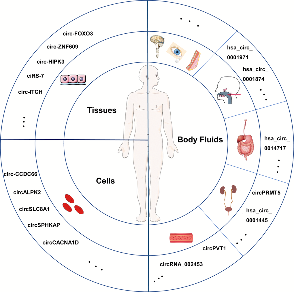 Different sources of circRNAs in human. CircRNAs are widespread in multiple human specimens, such as tissues, cells and diverse body fluids. Several circRNAs are listed as examples and dots in the circles represent circRNAs that have been identified and that still need to be explored.