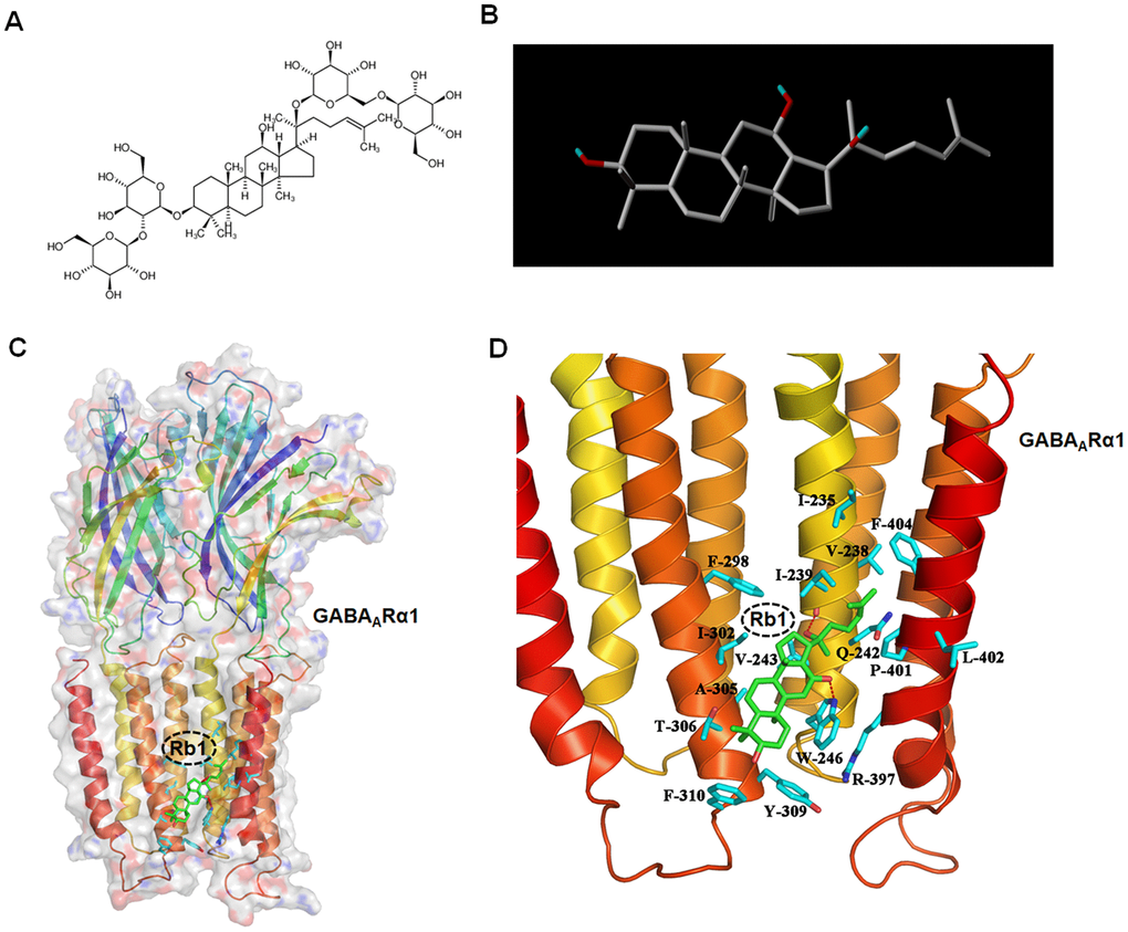 Molecular docking analysis shows Ginsenoside Rb1 binding with GABAA receptor. (A) Original 2D image of Rb1. (B) Modified 3D image of Rb1. (C) Overall map of Rb1 interaction with GABAARα1. (D) Interaction between Rb1 with the TMD of GABAARα1 receptor. Note that when Rb1 (indicted by green stick) was docked in the TMD of GABAARα1, two hydrogen bonds formed with Ile239 and Trp246 sites (indicated by red dotted line). Besides, Rb1 also formed a hydrophobic interaction with multiple hydrophobic amino acids or hydrophobic parts of polar amino acids in the TMD domain of GABAARα1 (Ile235, Val238, Ile239, Val243, Trp246, Phe298, Ile302, Ala305, Thr306, Tyr309, Phe310, Ary397, Pro401, Leu402, Phe404) (indicated by blue stick).