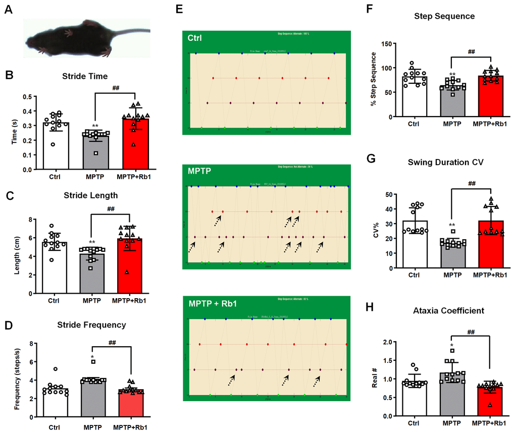 Rb1 prevented MPTP-induced altered gait dynamics. (A) shows the image extracted from a video recording of the underside of a walking mouse. (B–D) Effect of Rb1 on the stride time, stride length, and stride frequency in MPTP-treated mice. (E and F) Effect of Rb1 on the step sequence in MPTP-treated mice. Note that Rb1-prevented MPTP-induced disorder of step sequence as indicated by black dotted arrow in the figure. (G and H) Effect of Rb1 on the swing duration and ataxia coefficient in MPTP-treated mice. n = 12 per group. Results are expressed as the mean ± SEM. **P *P ##P post-hoc test for pairwise comparisons.